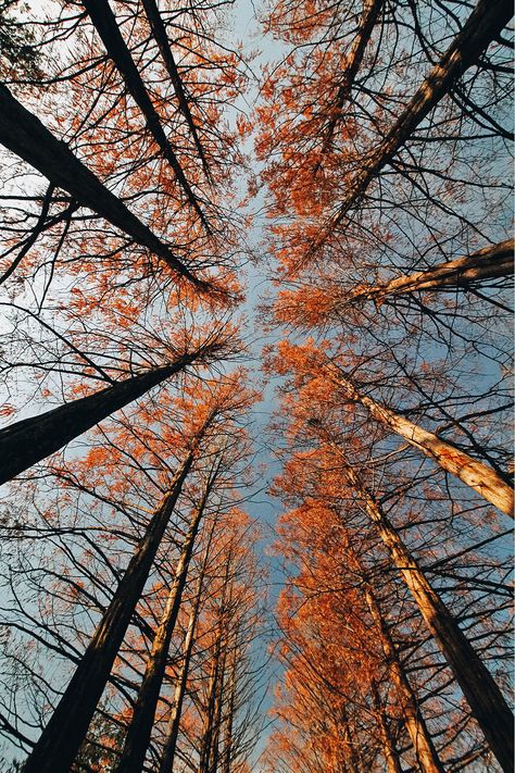 Nami Island Aesthetic, South Korea Background, Nami Island Autumn, Korea Background, Nami Island Korea, Autumn In Korea, South Korea Photography, Nami Island, Korea Trip