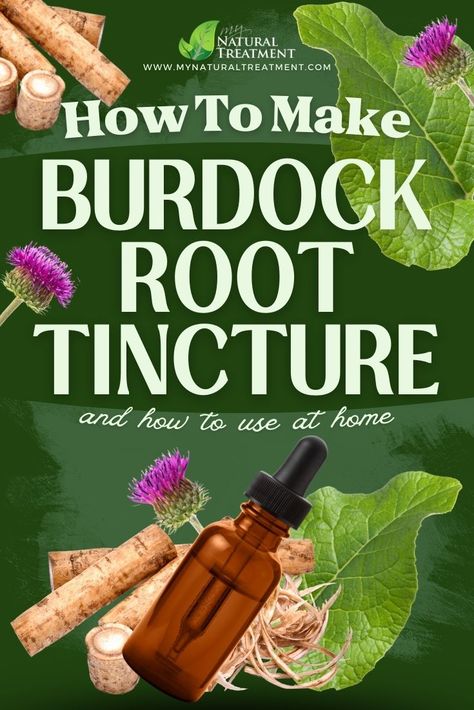 How to Make Burdock Root Tincture and Use at Home #burdock #burdockroot #burdockroottincture #burdockrootuses #burdocktincture #burdocktinctureuses #burdocktincturerecipe How To Use Burdock Root, Burdock Root Tea Recipes, Burdock Tincture, Burdock Root Tincture, Burdock Root Recipes, Medical Garden, Burdock Root Tea, Natural Medicine Recipes, Herbal Vinegar