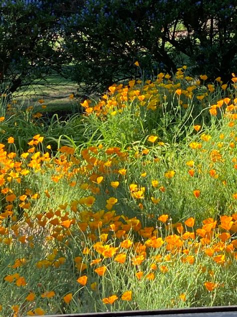 Orange Wildflowers, Wildflower Drawing, Phone Widgets, Native Gardens, Wildflower Field, Flower Cottage, Orange Poppy, Native Garden, California Poppy