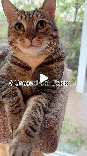 Percy,Jelly Bean,Hemi, Mochi & Wolf on Instagram: "Did you know these cat facts? 😻✨ Let us know if any surprised you.   #cat #catfacts #dailycat #dailymeow #meow #cutecatvideos #cutecats #catsofinstagram #lovecats #interestingfacts #catloversclub #gato #felinefriends #feline #knowledge #instacat #instakitty #catsofig #catsofinsta #petsofinsta #kittykitty #meowed" Meowing Cat, Cat Meowing, Jelly Bean, Cat Facts, Cats Meow, Jelly Beans, Mochi, Cats Of Instagram, Artifacts