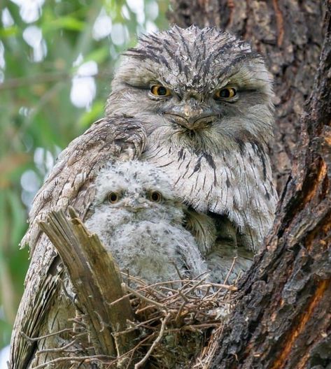 Tawny Frogmouth, Nocturnal Birds, Its Beautiful, Australian Birds, Pretty Birds, Birds Of Prey, Hawks, Bird Art, Animal Gifs