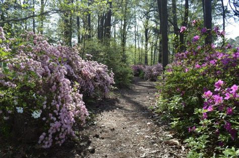 Walk Through A Sea Of Azaleas At The Norfolk Botanical Garden Azalea Walk In Virginia Norfolk Botanical Garden, Azaleas Garden, Only In Your State, Tulip Field, Christmas Light Displays, Tulip Fields, Botanic Gardens, Beautiful Places Nature, Bright Flowers