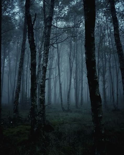 Spooky Woods, Dark Forest Aesthetic, Forest Drawing, Dark Landscape, Forest Tattoos, Dark Theme, Forest Background, Landscape Beautiful, Foggy Forest