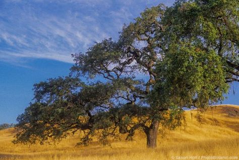 Valley Oak Tree, California Oak Trees, Oak Savanna, California Native Landscape, Lawrence Halprin, The Sea Ranch, California Hills, Tree Id, Sea Ranch