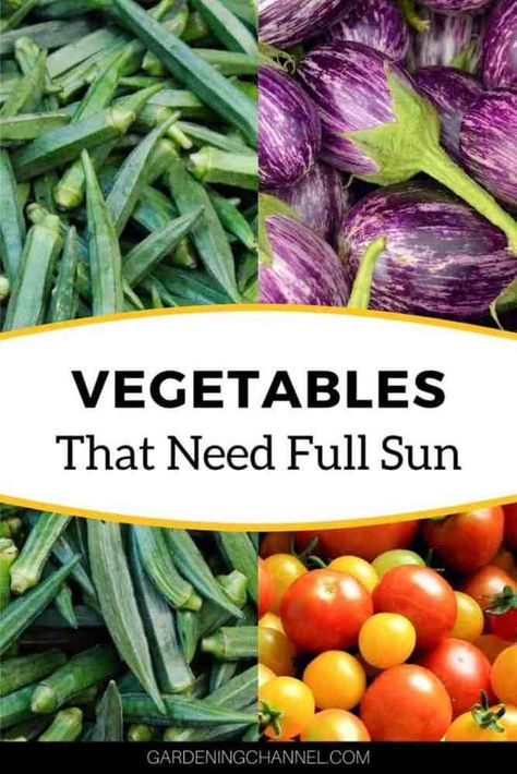 Sun Requirements For Vegetables, Vegetables Full Sun, Full Sun Garden Vegetables, Vegetables That Grow In Full Sun, Full Sun Vegetable Garden, Full Sun Vegetables, Full Sun Plants For Containers, Summer Vegetables To Grow, Planting Food