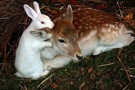 Deer Aesthetic, Baby Doe, Deer And Rabbit, Animal Hugs, Bunny Aesthetic, Bambi And Thumper, Animals Friendship, Pretty Animals, Silly Animals