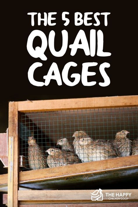 Quail are relatively easy to care for and not very picky. Here's our choice of the top best quail cages that make it even easier. Quail Coop Ideas Diy Easy, Small Quail Coop, Quail And Chickens Together, Quail Farming Ideas, How To Build A Quail Coop, Quail Pen Diy, Quail Pens Ideas, Diy Quail Nesting Boxes, Quail Coop Diy