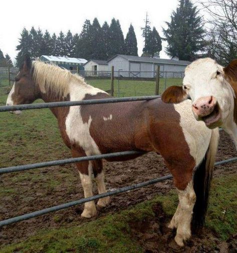 Cow Photos, Horse Pics, Funny Horses, Horse Quotes, Funny Horse, Funny Funny, Funny Animal Pictures, Bass Fishing, 귀여운 동물