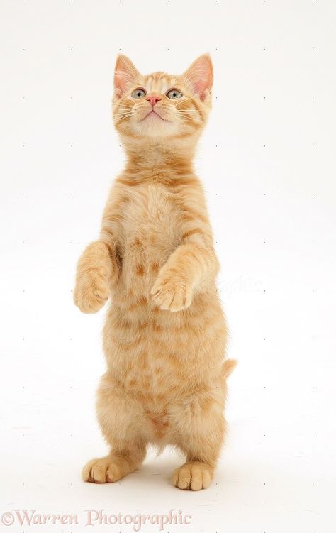 Cat Standing Up Reference, Cat Standing Up, Cat Standing Drawing, Animal Character Design, Standing Cat, Cat Poses, Animal Anime, Cat Standing, Animal Aesthetic