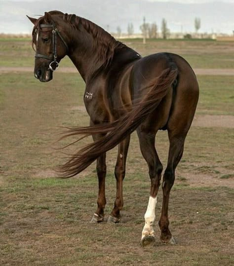 Kathiyawadi Horse, Horse Braiding, Horse Markings, Horse Coat Colors, Horse Anatomy, Horse Inspiration, Most Beautiful Horses, Chestnut Horse, All The Pretty Horses