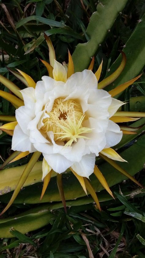 Flor de Pitaya Dragon Fruit, Cactus, Mural, Fruit, Tattoos, Plants, Flowers