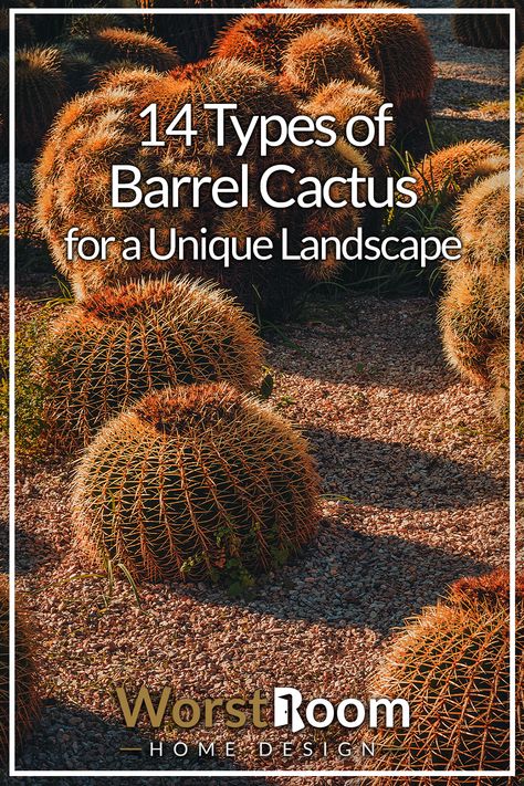 14 Types of Barrel Cactus for a Unique Landscape Arizona Garden, Golden Barrel Cactus, Arizona Gardening, Low Water Gardening, Barrel Cactus, Shop Inspiration, Growing Plants Indoors, Water Gardens, Southwest Desert