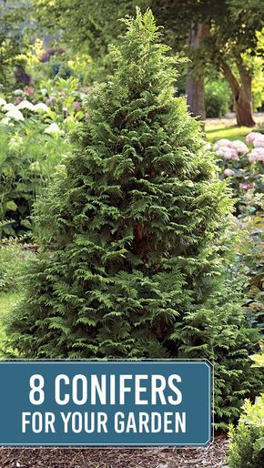 Evergreen Landscape, Conifers Garden, Evergreen Garden, Privacy Landscaping, Desain Lanskap, Conifer Trees, Healthy Garden, Gardening Advice, Beautiful Flowers Garden