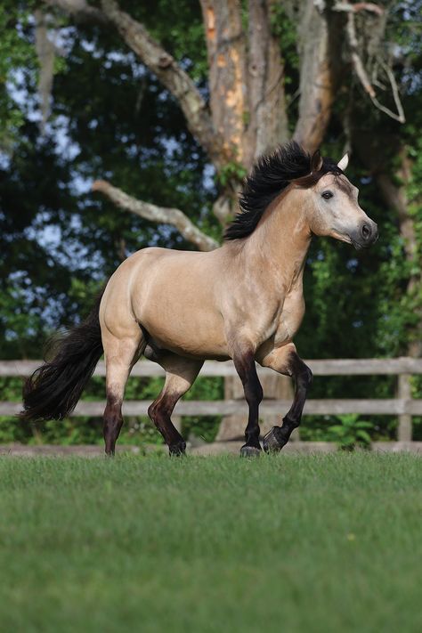 The pride of the Emerald Isle is a versatile pony loved by children and adults alike 💚  Of course, we’re talking about the Connemara Pony—a breed versatile enough to go from the mountains and bogs of western Ireland to success in show rings around the world.  Learn more about the Connemara ⬇️ Connemara Horse, Senior Horse Care, Horse Pretty, Western Ireland, Hunter Jumper Horses, Horse Ownership, Connemara Pony, Horseback Riding Lessons, Horse Movies