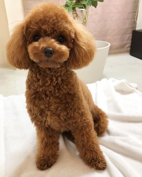 Toy Poodle Haircut Teddy Bears, Poodle Teddy Bear Cut, Poodle Puppy Cut, Brown Toy Poodle, Toy Poodle Haircut, Puppy Haircut, Poodle Haircut, Poodle Cuts, Red Poodles