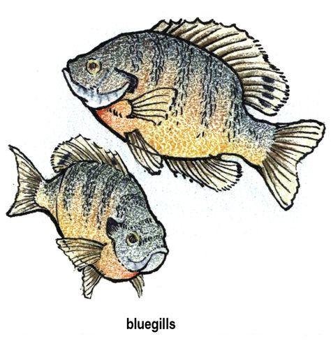 Bluegill Fish, Fish Paintings, Tattoos Pinterest, Image Of Fish, Toy Chests, Fish Silhouette, Fish Clipart, Fish Artwork, Lake Side