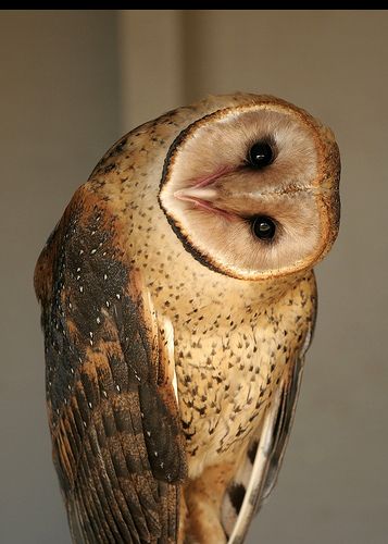 barn owl  (Tyto alba) checking me out. Owl Pics, Beautiful Owls, Owl Head, Owl Photos, Owl Pictures, Beautiful Owl, Owl Bird, Owl Art, Pretty Birds