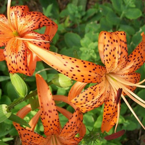 lilies types Tiger lily Wild Tiger Lily, Types Of Lilies, Fragrant Garden, Easter Lily, Stargazer Lily, Attract Butterflies, African Queen, Tiger Lily, Shades Of Orange