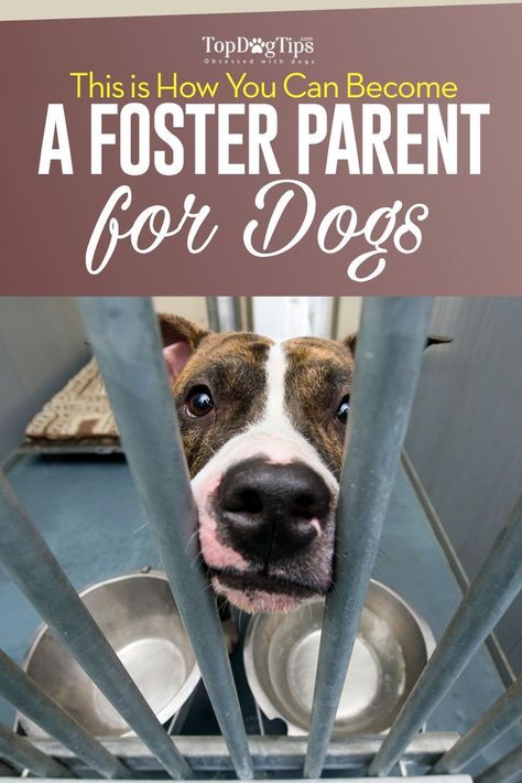 Fostering Dogs, Dog Foster, Rescue Dogs For Adoption, Dog Aggression, Becoming A Foster Parent, Foster Animals, Ideas For Dogs, Foster Parent, Medication For Dogs