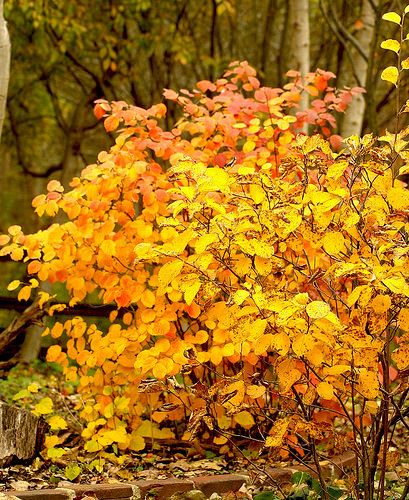 Bramble Bush, Autumn Brilliance Serviceberry, Fothergilla Gardenii, Yellow Barberry Shrubs, Burning Bush Shrub, Amelanchier Autumn Brilliance, Foundation Plants, Autumn Plants, Cabin Garden