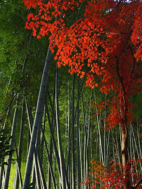 Fall Aesthetic Trees, Aesthetic Trees, Paradise Pictures, Bamboo Trees, Bamboo Grove, Japanese Maples, Fantasy Forest, Bamboo Forest, Autumn Scenery