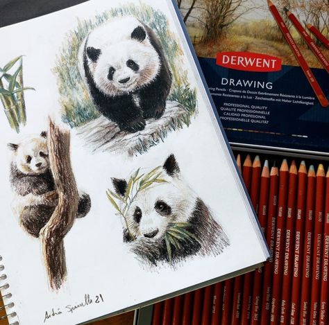 Panda perfection by @andreaspinelliartista 🐼 

The rich and earthy tones of the Derwent Drawing pencils helps to capture nature and wildlife beautifully.

What animal would you love to draw using Derwent Drawing pencils? 🏞

#DerwentDrawing #KeepDiscovering #PandaArt #DerwentDrawingPencils #AnimalArt Drawing Pencils, Nature And Wildlife, Panda Art, Coloured Pencils, Sketchbook Inspiration, Various Artists, Earthy Tones, Animal Drawings, Pencil Drawings