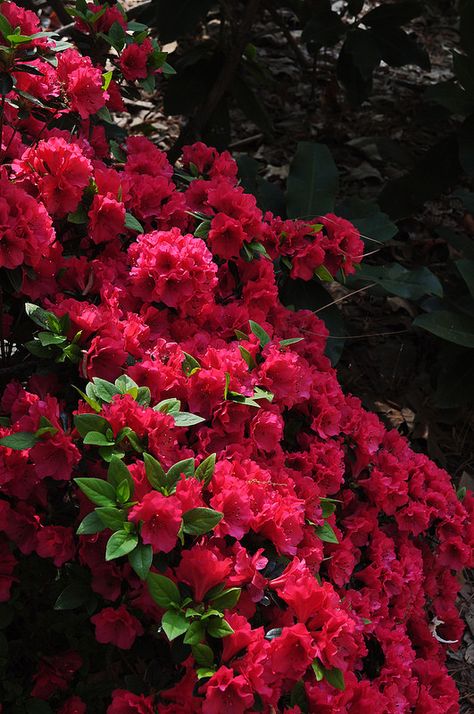 Rhododendron 'New Generation Red' 2 (1) Red Hydrangea Aesthetic, Buransh Flower, Rhododendron Aesthetic, Rebecca Daphne Du Maurier Aesthetic, Rebecca Aesthetic, Red Azaleas, Rebecca Core, Red Rhododendron, Garden Core