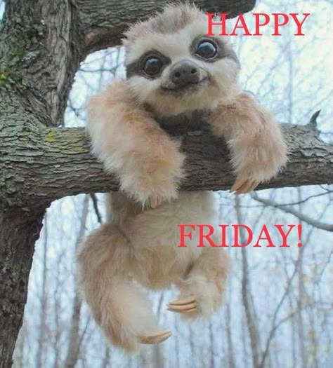 This face makes my ❤ happy! Happy Friday Funny Inspiration, It’s Friday Funny, Tgif Humor Happy Friday, Happy Friday Funny Humor, Happy Friday Funny, Happy Tuesday Meme, Fun Weekend Quotes, Happy Friday Meme, Happy Friday Humour