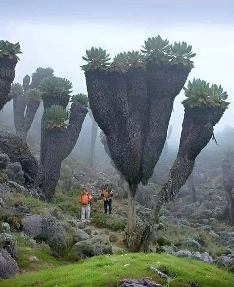 Prehistoric Plants, Mt Kilimanjaro, A Night At The Opera, Mount Kilimanjaro, Unbelievable Facts, Unique Trees, Wild Nature, Weird World, Beautiful Tree