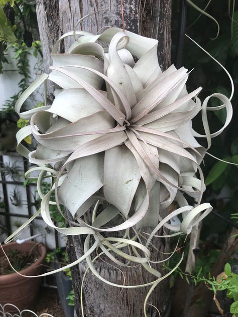 Xerographica Air Plant, Tillandsia Xerographica, Tillandsia Air Plant, Agaves, Metal Flowers, Grasses, Tropical Plants, Air Plants, Garden Projects