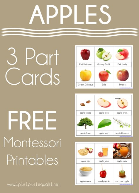 Apples Montessori Activities, Different Types Of Apples, Apple Science Preschool Free Printable, Apple Lacing Craft, Apple Unit Kindergarten Free Printable, Montessori Apple Unit, Apples Preschool Theme Free Printables, Free Preschool Apple Activities, Apple Unit Study Preschool