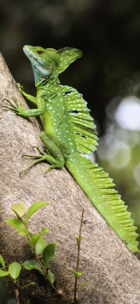 Weird looking green lizard(Basiliscus plumifrons) .#Animals #Lizard #Reptiles Lizard Reference, Reptile Pictures, Lizard Pictures, Green Lizard, Green Iguana, Cute Reptiles, Green Animals, Interesting Animals, Reptiles Pet