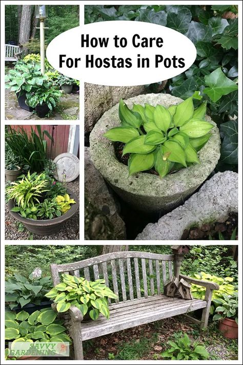 How to Care for Hostas in Pots: The Perfect Plants for a Shade Garden Hosta Winter Care, Hosta Pots Container Gardening, Hosta Container Garden, Hostas In Pots Planters, Hosta In Containers Ideas, Potted Hostas, Hostas In Containers, Hostas In Pots, Shady Patio