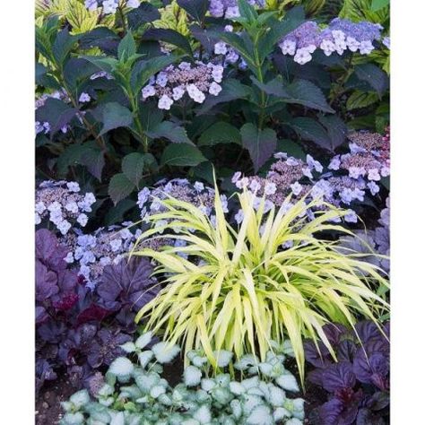 Hydrangea Serrata, Shade Gardening, Panicle Hydrangea, White Flower Farm, Shade Gardens, Companion Plants, Shade Perennials, Easy Care Plants, Plant Combinations