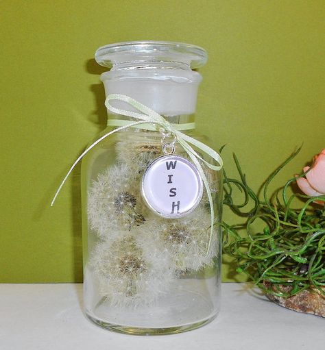 Terrarium, Cottage Home Decor, Dandelion Pods Inside of Glass Apothecary Jar, Cottage Chic Wishing Flower, Dandelion Fluff, Dream Jar, Fairy Jar Necklace, Cottage Home Decor, Glass Apothecary Jars, Ball Jar, Cottage Home, Succulent Terrarium