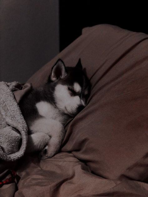 Aesthetic Husky Wallpaper, Husky Wallpaper Aesthetic, Husky Puppies Aesthetic, Huskies Aesthetic, Husky Puppy Aesthetic, Husky Aesthetic, Haski Dog, Black Husky, Baby Huskies