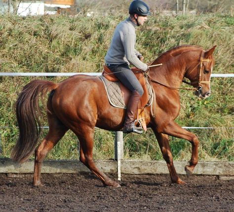 Pagur (Gepard x Pospa / Prikaz) 2007 Arabian Stallion Arabian Horse Riding, Arabian Horse Portrait, Arabian Horse Jumping, Anglo Arabian Horse, Arabian Horse Running, Arabian Stallions, English Horse, Arabian Thoroughbred, Horse Info