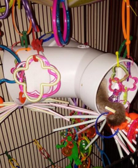 PVC-Sugar-Glider-Tunnel Diy Sugar Glider Cage, Sugar Glider Care, Sugar Glider Baby, Diy Rat Toys, Sugar Glider Pet, Sugar Glider Cage, Sugar Glider Toys, Pet Bird Cage, Rat Toys