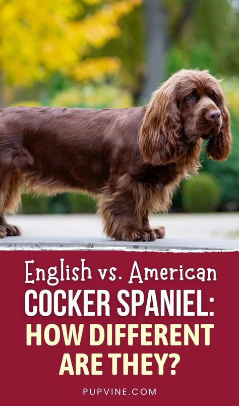 Spaniels Breeds, English Cocker Spaniel Haircut, Cocker Spaniel Care, Miniature Cocker Spaniel, Crocker Spaniel English, Cocker Spaniel Haircut, English Vs American, Working English Cocker Spaniel, English Cocker Spaniel Puppies