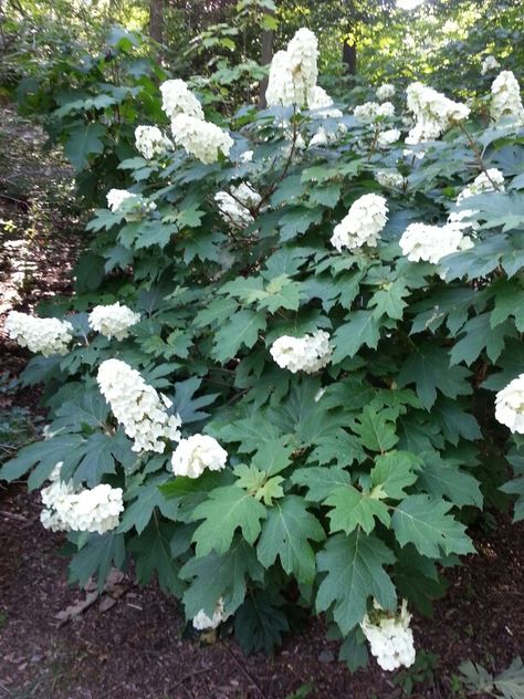 Snow Queen Oakleaf Hydrangea, Hydrangea Snow Queen, Bungalow Backyard, Garden Grasses, Plant Palette, Hydrangea Landscaping, Hydrangea Quercifolia, Oakleaf Hydrangea, Backyard Plants