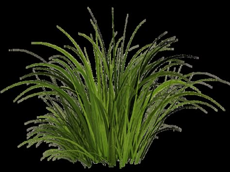 Grass Png, Ayurveda Massage, Photoshop Landscape, Lawn Turf, Green Pictures, Photoshop Textures, Ornamental Grasses, Types Of Plants, Pictures Images