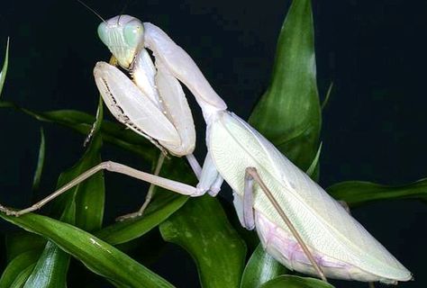 White Mantis White Praying Mantis, Pink Praying Mantis, Male Praying Mantis, Cool Praying Mantis, Praying Mantis Close Up, Pale White, Story Art, Praying Mantis, Beautiful Bugs