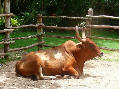 Cows Sitting, Models For Painting, Vilamoura Portugal, Purple Landscape, Peacock Artwork, Live Sketching, Cow Photography, Long Horns, Cash Cow