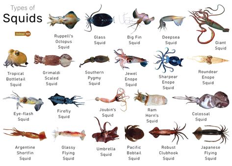 Squid Facts, Types, Diet, Reproduction, Classification, Pictures Colossal Squid, Greek Monsters, Squid Fish, Baby Squid, Squidward Tentacles, Octopus Squid, Giant Squid, Norse Myth, Sperm Whale