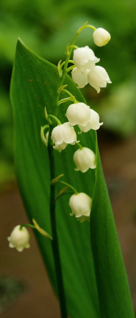 Shade-Loving Flowering Plants for a Woodland Garden | Dengarden Shade Tolerant Plants, Woodland Plants, Woodland Flowers, Lily Of The Valley Flowers, Valley Flowers, Forest Plants, Aromatic Plant, Shade Flowers, Garden Shrubs