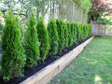 emerald cedar for privacy fence Backyard Privacy, Privacy Fence, Evergreen Trees, In The Middle, A Garden, The Middle, Fence, Landscaping, Trees