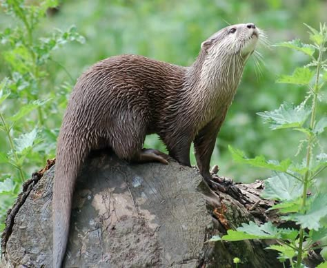 Otters spend most of their time swimming and feeding. Otters Cute, Wind In The Willows, Animals To Draw, River Otter, Animal Anatomy, British Wildlife, Animal Reference, Animal Drawing, Sea Otter