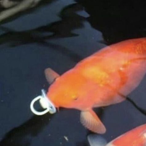 Fish, Orange, Water