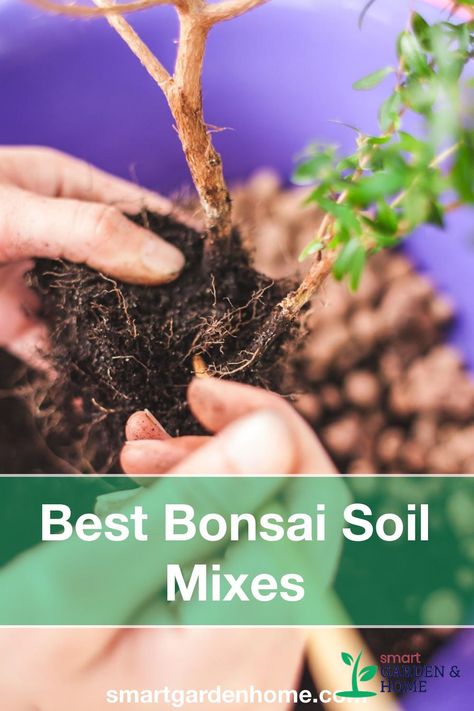 Bonsai Soil Mixture, Growing Bonsai, Bonsai Fertilizer, Bonsai Fruit Tree, Bonsai Tree Types, Pine Bonsai, Ficus Benjamina, Bonsai Soil, Succulent Soil