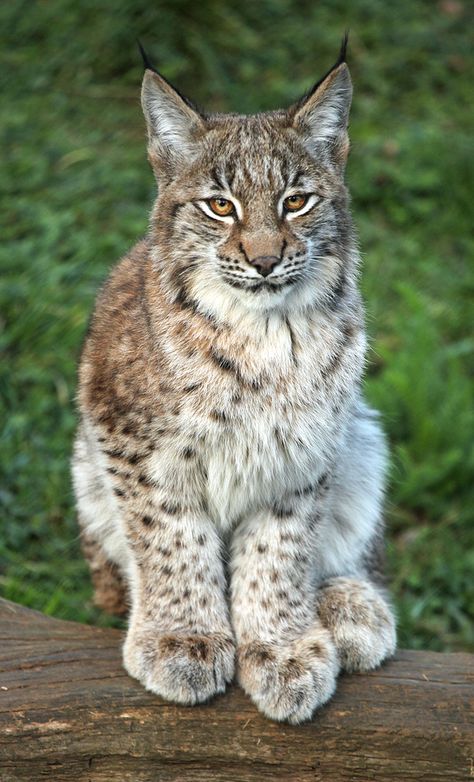 Whipsnade Zoo, Bedfordshire Lynx Kitten, Exotic Cats, Domestic Cat, Beautiful Cat, Lynx, Beautiful Cats, Big Cats, Cool Cats, Wild Cats